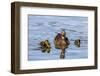 The hen and young Mallard chicks cruising the waters of Lake Murray.-Michael Qualls-Framed Photographic Print