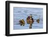 The hen and young Mallard chicks cruising the waters of Lake Murray.-Michael Qualls-Framed Photographic Print