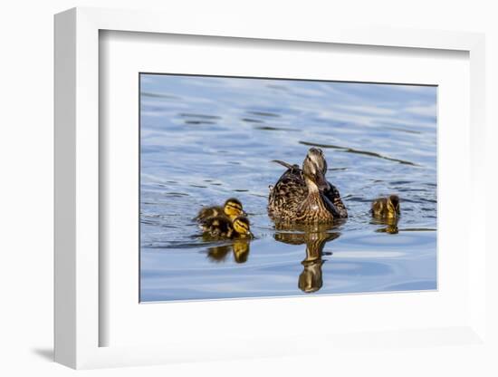 The hen and young Mallard chicks cruising the waters of Lake Murray.-Michael Qualls-Framed Photographic Print