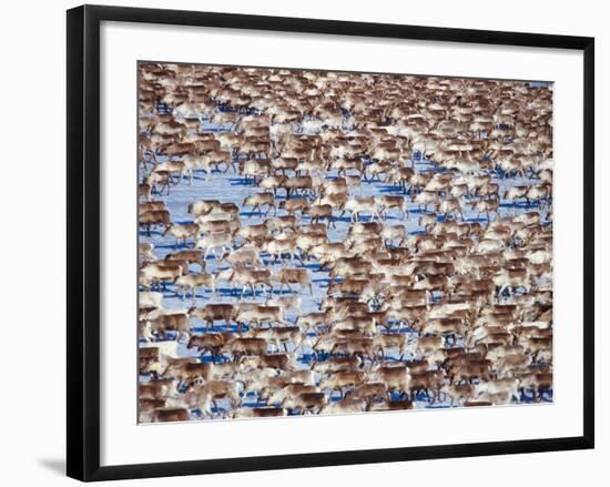 The Herd-Peter Lilja-Framed Photographic Print