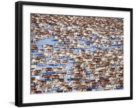 The Herd-Peter Lilja-Framed Photographic Print
