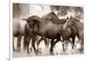 The Herd-Lisa Dearing-Framed Photographic Print