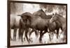 The Herd-Lisa Dearing-Framed Photographic Print