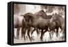 The Herd-Lisa Dearing-Framed Stretched Canvas