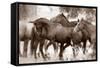 The Herd-Lisa Dearing-Framed Stretched Canvas