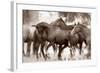 The Herd-Lisa Dearing-Framed Photographic Print