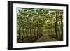 The Herepad in the Hague Forest-Paulus Constantijn la Fargue-Framed Art Print