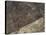 The Heron Geoglyph, aerial view, Nazca, UNESCO World Heritage Site, Ica Region, Peru, South America-Karol Kozlowski-Stretched Canvas