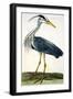 The Heron Plate from "The British Zoology Class II: Birds"-Peter Paillou-Framed Giclee Print