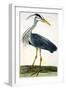 The Heron Plate from "The British Zoology Class II: Birds"-Peter Paillou-Framed Giclee Print