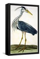 The Heron Plate from "The British Zoology Class II: Birds"-Peter Paillou-Framed Stretched Canvas