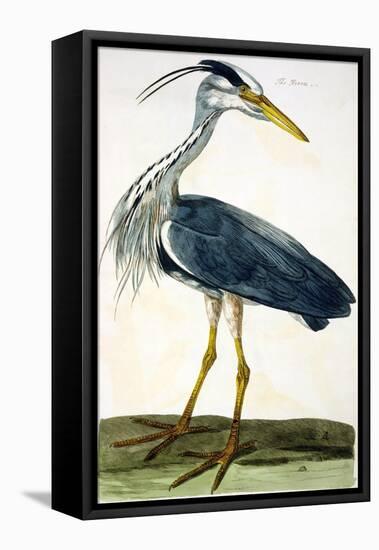 The Heron Plate from "The British Zoology Class II: Birds"-Peter Paillou-Framed Stretched Canvas