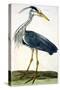 The Heron Plate from "The British Zoology Class II: Birds"-Peter Paillou-Stretched Canvas