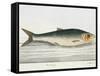 The Herring-E. Albin-Framed Stretched Canvas