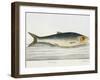 The Herring-E. Albin-Framed Giclee Print