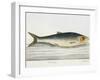 The Herring-E. Albin-Framed Giclee Print