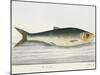 The Herring-E. Albin-Mounted Giclee Print