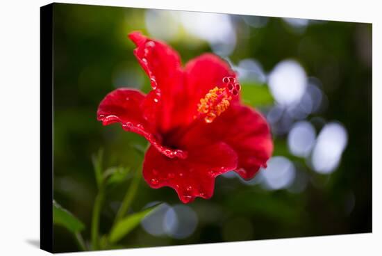 The Hibiscus Flower close Up-Chayatorn Laorattanavech-Stretched Canvas