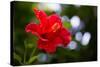 The Hibiscus Flower close Up-Chayatorn Laorattanavech-Stretched Canvas