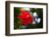 The Hibiscus Flower close Up-Chayatorn Laorattanavech-Framed Photographic Print