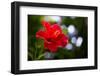 The Hibiscus Flower close Up-Chayatorn Laorattanavech-Framed Photographic Print