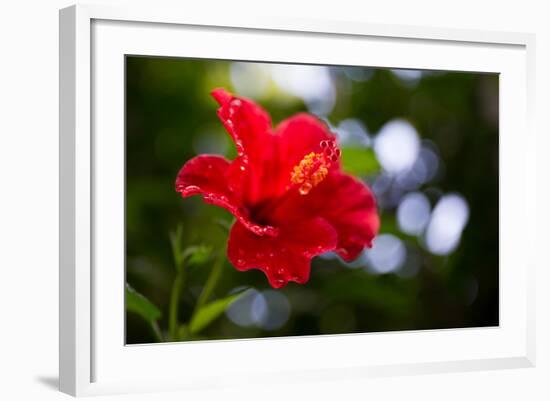 The Hibiscus Flower close Up-Chayatorn Laorattanavech-Framed Photographic Print