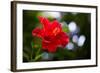 The Hibiscus Flower close Up-Chayatorn Laorattanavech-Framed Photographic Print