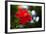 The Hibiscus Flower close Up-Chayatorn Laorattanavech-Framed Photographic Print