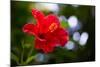 The Hibiscus Flower close Up-Chayatorn Laorattanavech-Mounted Photographic Print