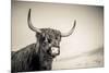 The Highlands 3-Mark Gemmell-Mounted Photographic Print