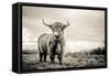 The Highlands-Mark Gemmell-Framed Stretched Canvas