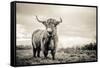 The Highlands-Mark Gemmell-Framed Stretched Canvas