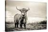 The Highlands-Mark Gemmell-Stretched Canvas