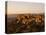 The Hill Top Village of Saignon at Sunset, Provence, France, Europe-Mark Chivers-Stretched Canvas