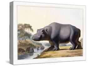 The Hippopotamus, 1804-Samuel Daniell-Stretched Canvas