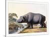 The Hippopotamus, 1804-Samuel Daniell-Stretched Canvas