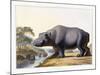 The Hippopotamus, 1804-Samuel Daniell-Mounted Giclee Print