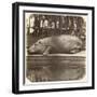 The Hippopotamus at the Zoological Gardens, Regent's Park, London, 1852-Juan Carlos-Framed Premium Giclee Print