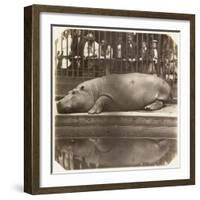 The Hippopotamus at the Zoological Gardens, Regent's Park, London, 1852-Juan Carlos-Framed Giclee Print