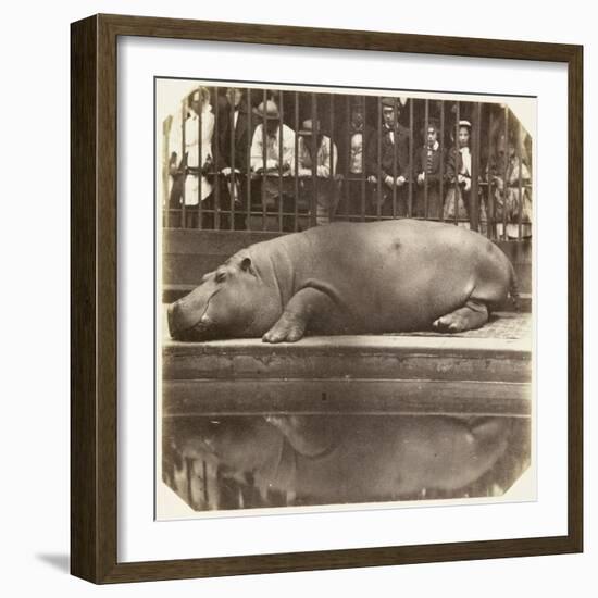 The Hippopotamus at the Zoological Gardens, Regent's Park, London, 1852-Juan Carlos-Framed Giclee Print