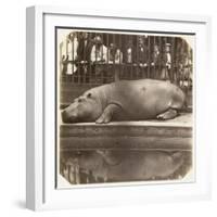 The Hippopotamus at the Zoological Gardens, Regent's Park, London, 1852-Juan Carlos-Framed Giclee Print