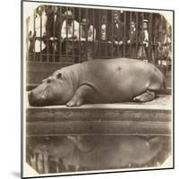 The Hippopotamus at the Zoological Gardens, Regent's Park, London, 1852-Juan Carlos-Mounted Giclee Print