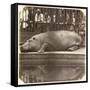 The Hippopotamus at the Zoological Gardens, Regent's Park, London, 1852-Juan Carlos-Framed Stretched Canvas