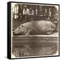 The Hippopotamus at the Zoological Gardens, Regent's Park, London, 1852-Juan Carlos-Framed Stretched Canvas