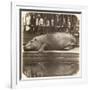 The Hippopotamus at the Zoological Gardens, Regent's Park, London, 1852-Juan Carlos-Framed Giclee Print