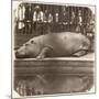 The Hippopotamus at the Zoological Gardens, Regent's Park, London, 1852-Juan Carlos-Mounted Giclee Print