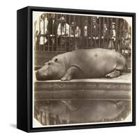 The Hippopotamus at the Zoological Gardens, Regent's Park, London, 1852-Juan Carlos-Framed Stretched Canvas