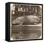 The Hippopotamus at the Zoological Gardens, Regent's Park, London, 1852-Juan Carlos-Framed Stretched Canvas