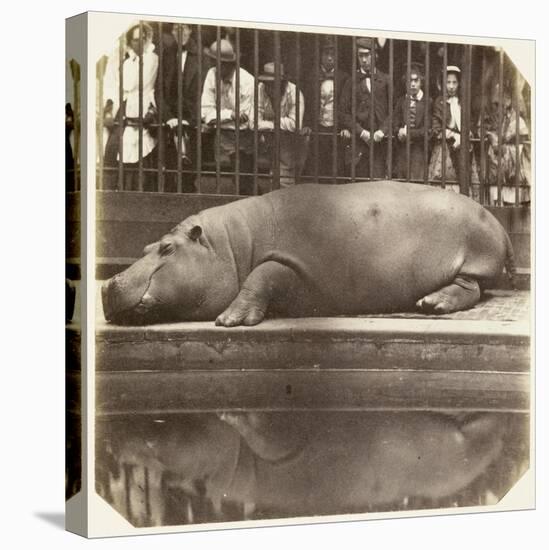 The Hippopotamus at the Zoological Gardens, Regent's Park, London, 1852-Juan Carlos-Stretched Canvas