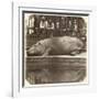 The Hippopotamus at the Zoological Gardens, Regent's Park, London, 1852-Juan Carlos-Framed Giclee Print